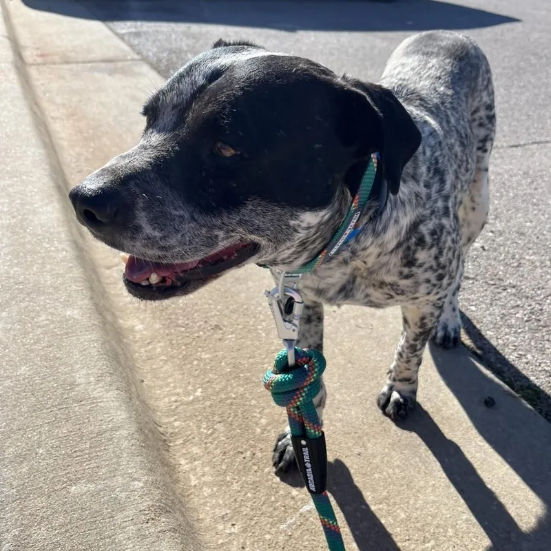 A young medium-sized male German Shorthaired Pointer dog named Freckles for adoption in Yukon, OK
