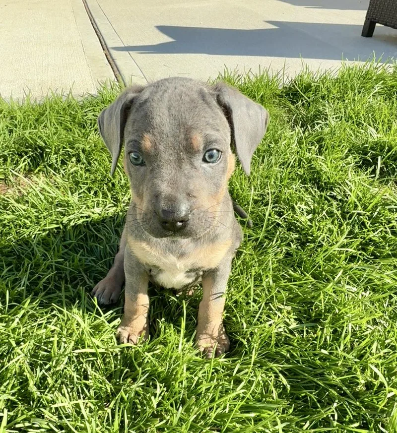 A baby medium-sized male Australian Cattle Dog / Blue Heeler dog named Crush for adoption in Copiague, NY