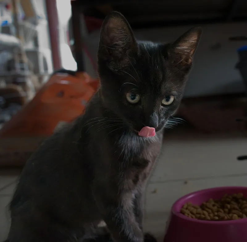 A young small-sized male Black Domestic Short Hair cat named Elvis for adoption in Owensboro, KY