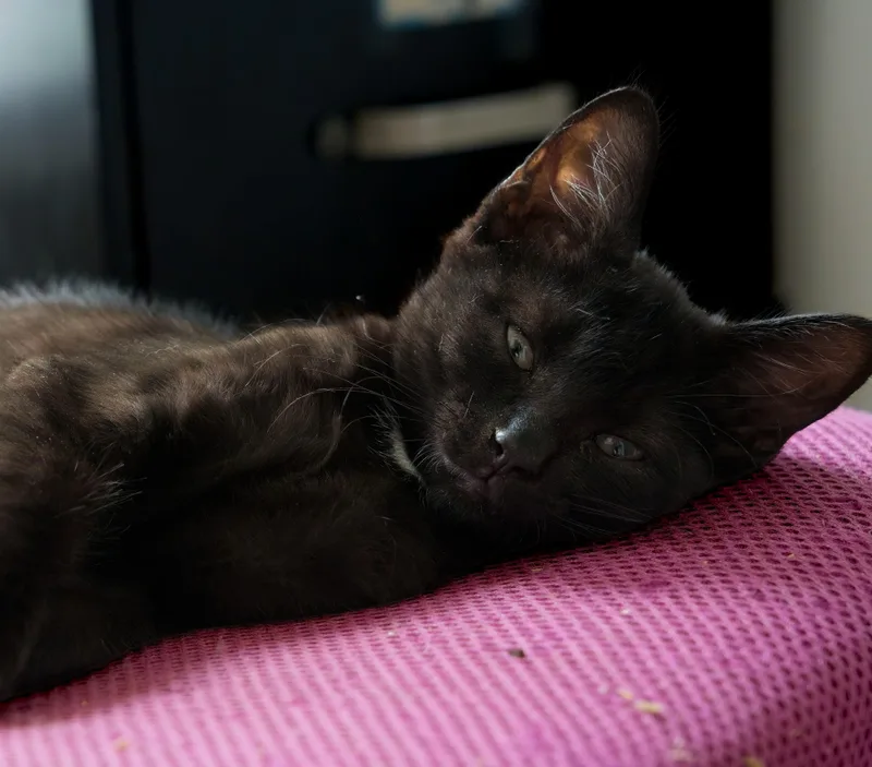 Elvis thumbnail 3