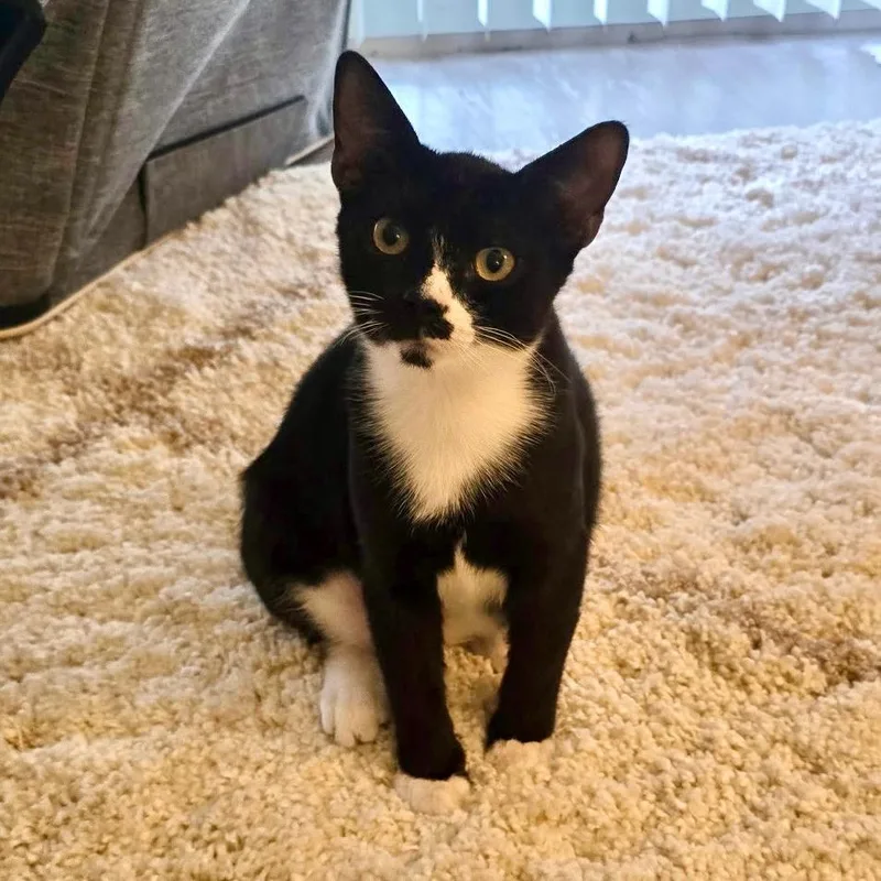 Sammy