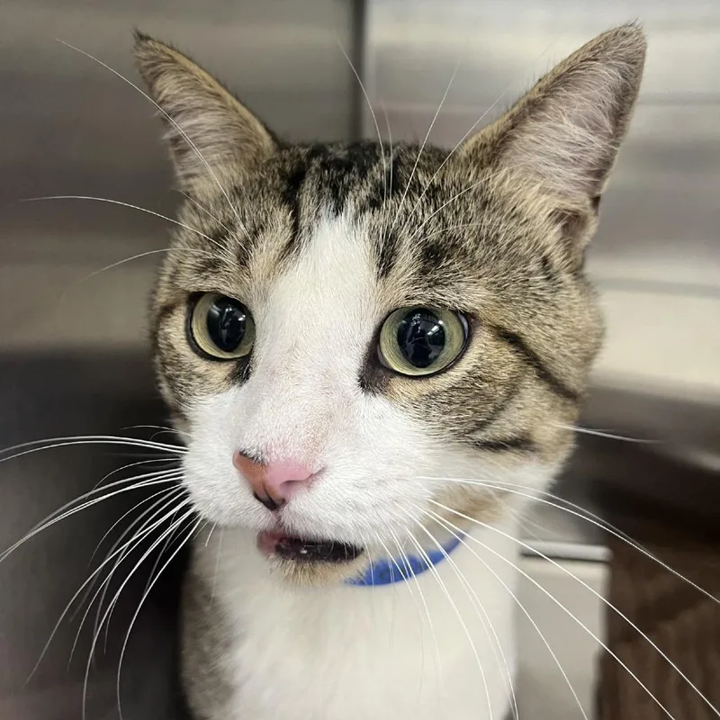 An adult large-sized male Brown / Chocolate Domestic Short Hair cat named Tony for adoption in Albuquerque, NM