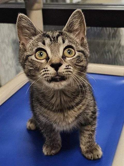 A baby medium-sized male Brown / Chocolate Domestic Short Hair cat named Cade for adoption in Clyde, NC