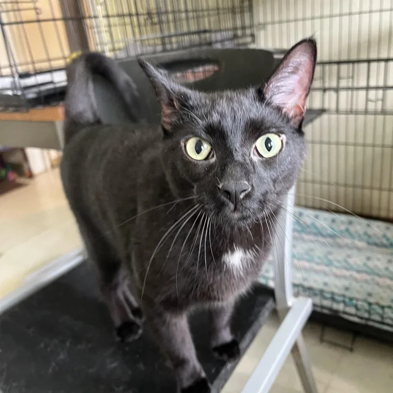 A young medium-sized male Black Domestic Short Hair cat named Scar for adoption in Moline, IL
