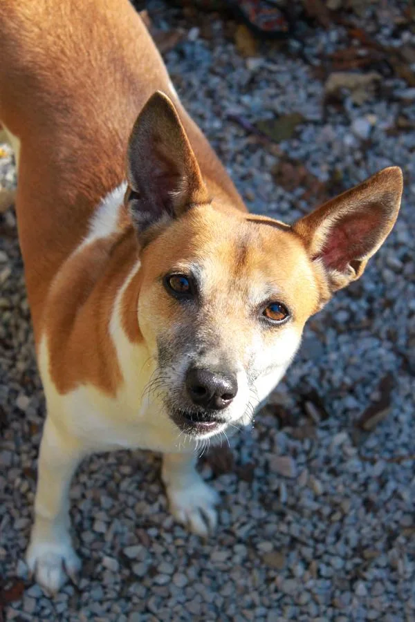A senior small-sized female Red / Chestnut / Orange Rat Terrier dog named Chewy for adoption in Ona, WV