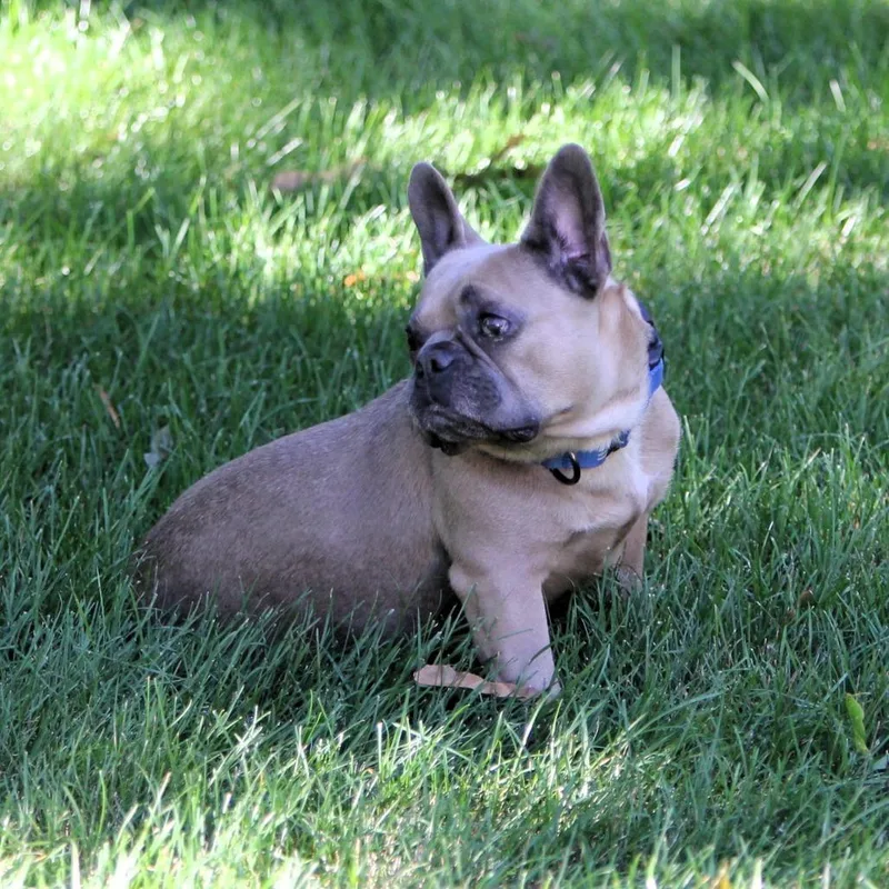 Chickie Blue