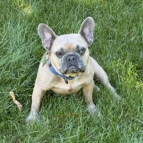 Chickie Blue thumbnail 4