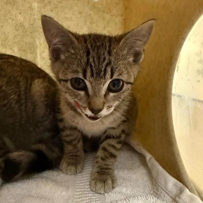 A baby small-sized female Brown / Chocolate Domestic Short Hair cat named Purrcy for adoption in Pasadena, CA