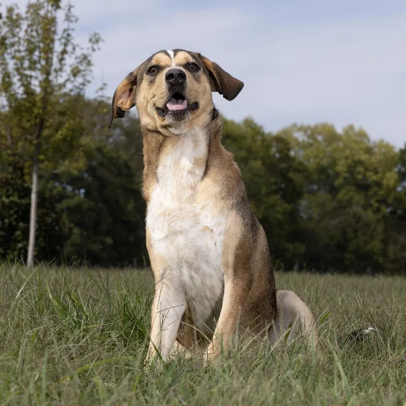 An adult medium-sized male Yellow / Tan / Blond / Fawn Mixed Breed dog named Stanley for adoption in Franklin, TN