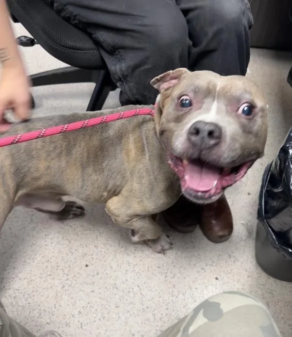 An adult medium-sized male Mixed Breed dog named Buddy for adoption in New York, NY
