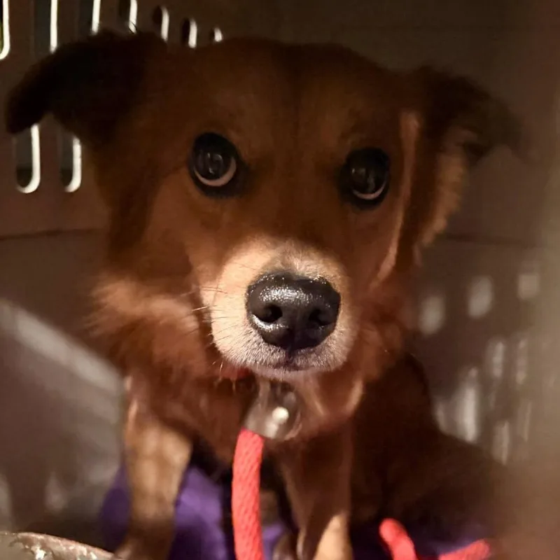 An adult small-sized male Red / Chestnut / Orange Pomeranian dog named Clifford for adoption in Brainerd, MN