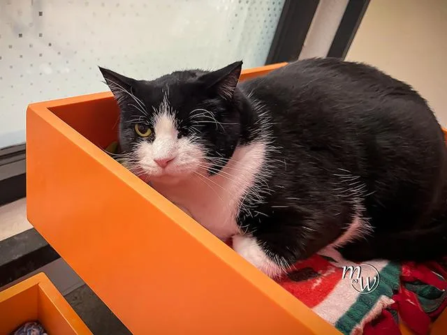 An adult large-sized female Domestic Short Hair cat named Fifi for adoption in Omaha, NE