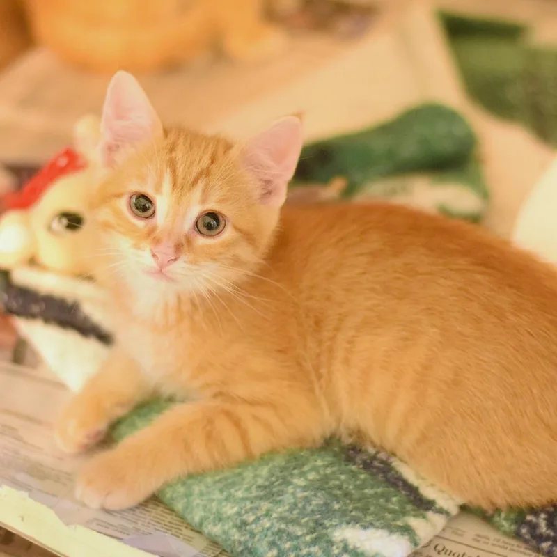 A baby small-sized male Orange / Red Domestic Short Hair cat named Ember for adoption in Belleville, IL