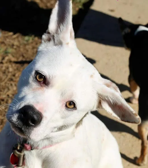 Marshmellow thumbnail 2