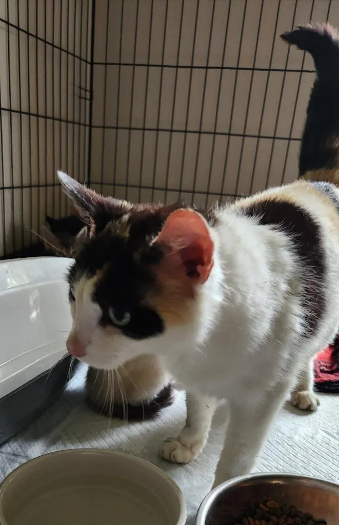 A young small-sized female Domestic Short Hair cat named Kendra for adoption in Brainardsville, NY