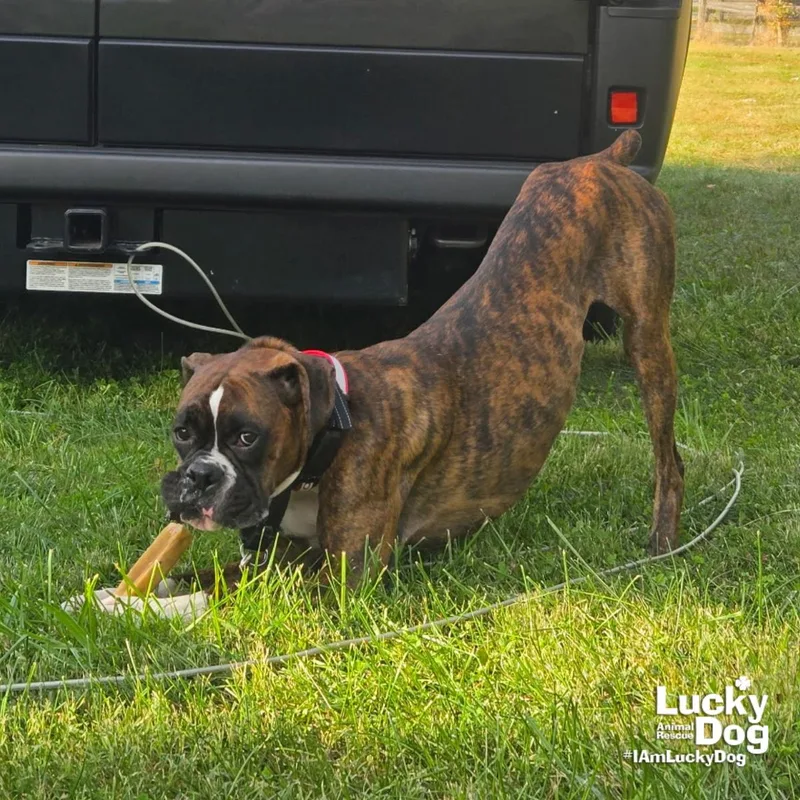 An adult large-sized male Boxer dog named Ollie for adoption in Washington, DC