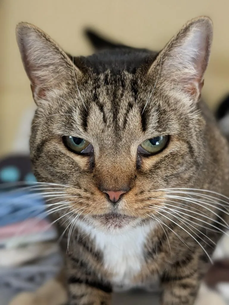An adult medium-sized female Domestic Short Hair cat named Boots for adoption in Kingsland, GA