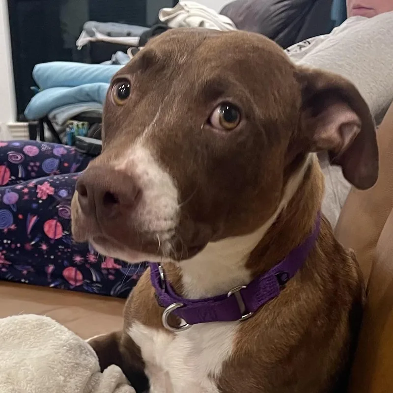 An adult medium-sized female Brown / Chocolate Pit Bull Terrier dog named Paint by Numbers for adoption in Austin, TX