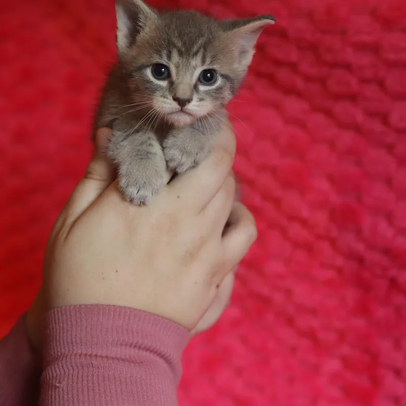 A baby medium-sized female Tabby (Gray / Blue / Silver) Domestic Short Hair cat named Jinxie for adoption in Franklin, TN