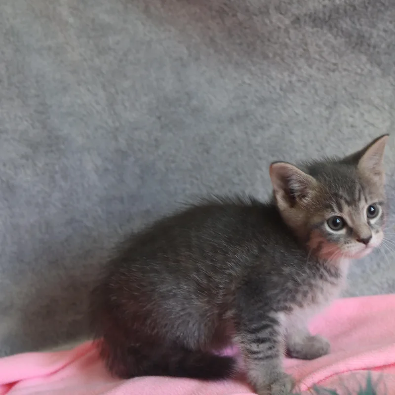 Jinxie thumbnail 2