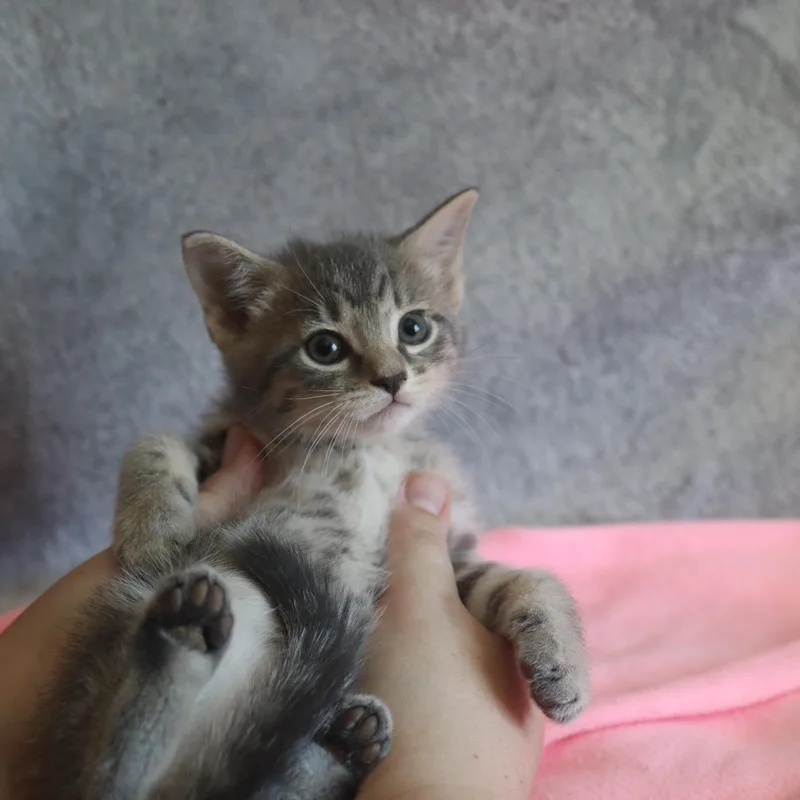 Jinxie thumbnail 3