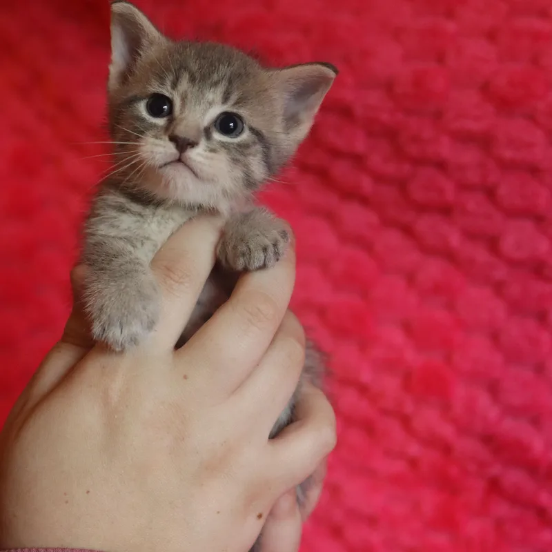 Jinxie thumbnail 5