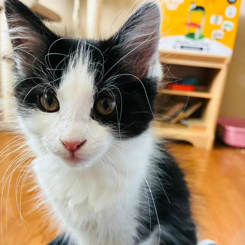 A baby small-sized female Brown / Chocolate Domestic Short Hair cat named Marcia for adoption in Marietta, GA