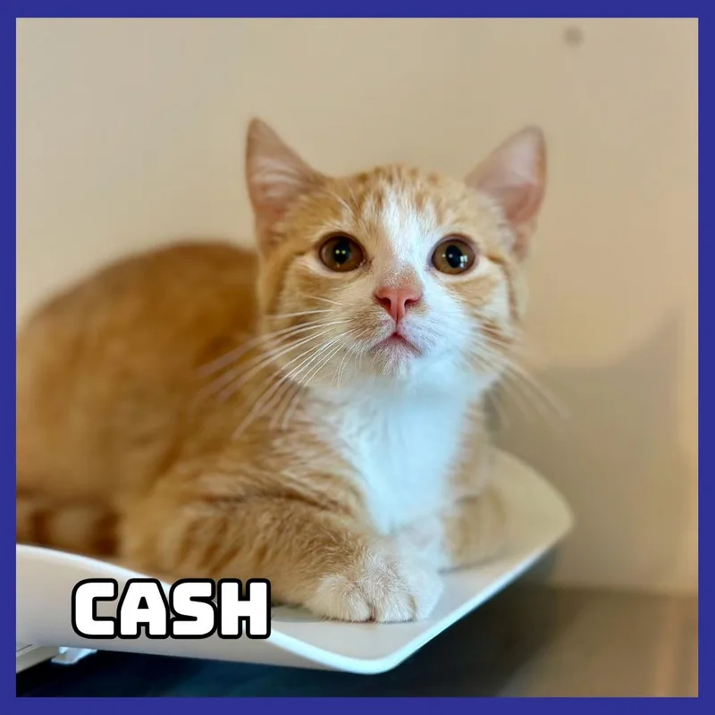 A baby small-sized male Orange / Red Domestic Short Hair cat named Cash for adoption in Glenwood, MN