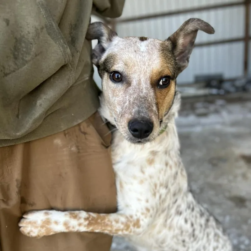A young medium-sized male Yellow / Tan / Blond / Fawn Mixed Breed dog named Marks for adoption in Madison, WI