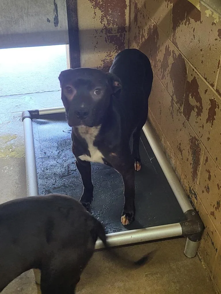 A young medium-sized female Pit Bull Terrier dog named Amy for adoption in Swainsboro, GA