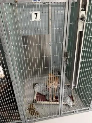 A young large-sized male Labrador Retriever dog named Terrence for adoption in Cumming, GA