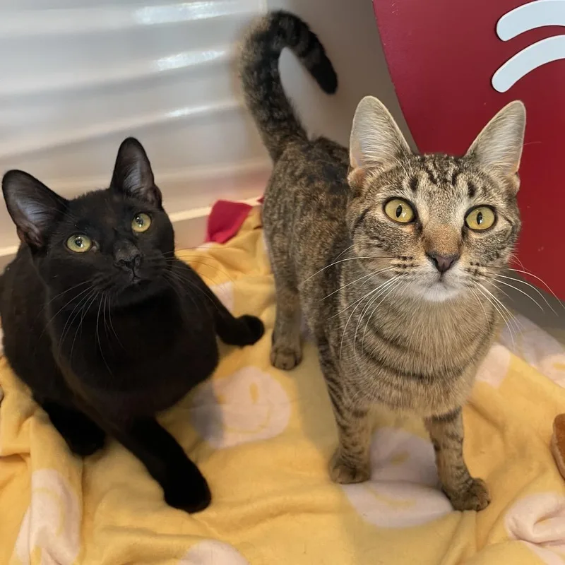 A young medium-sized male Black Domestic Short Hair cat named Blueberry Pineapple for adoption in Warwick, RI