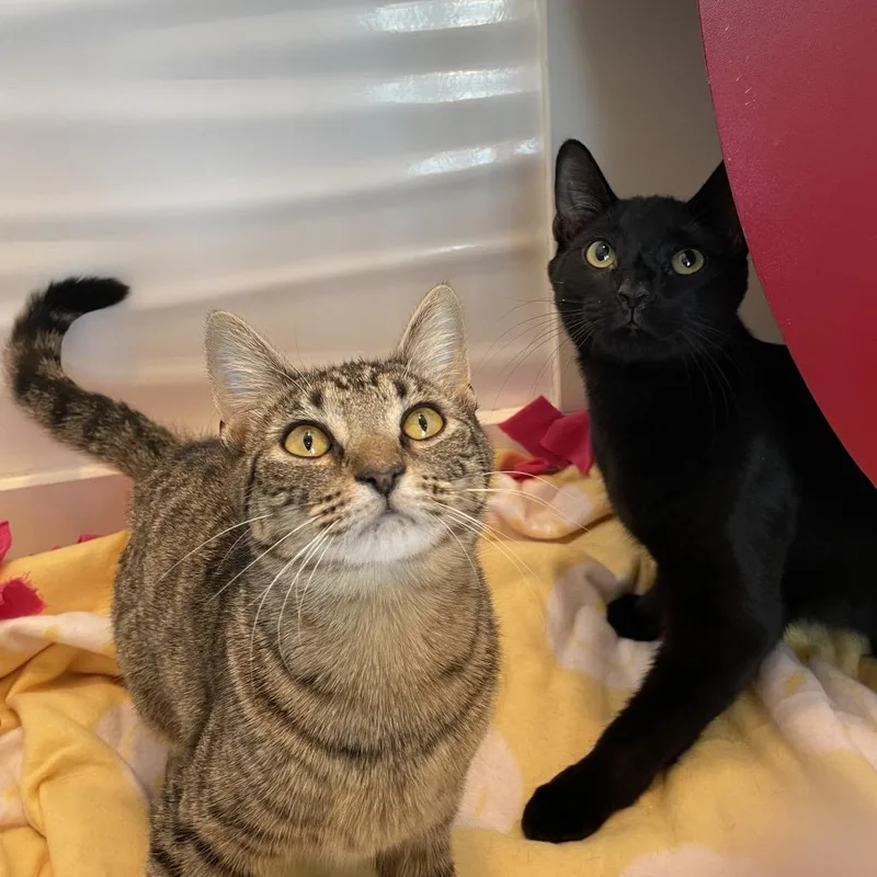 Blueberry Pineapple thumbnail 2