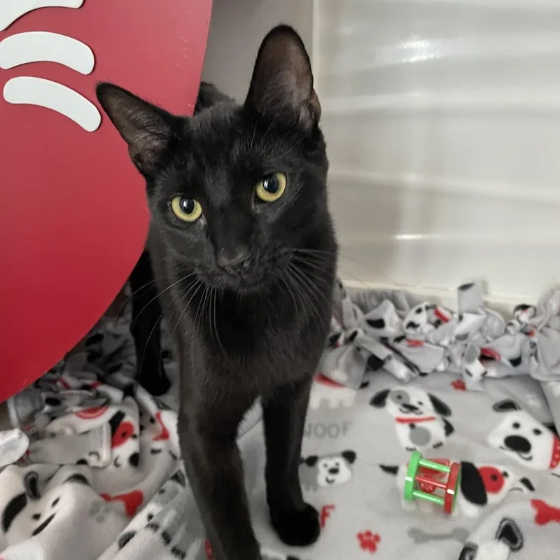 Blueberry Pineapple thumbnail 3