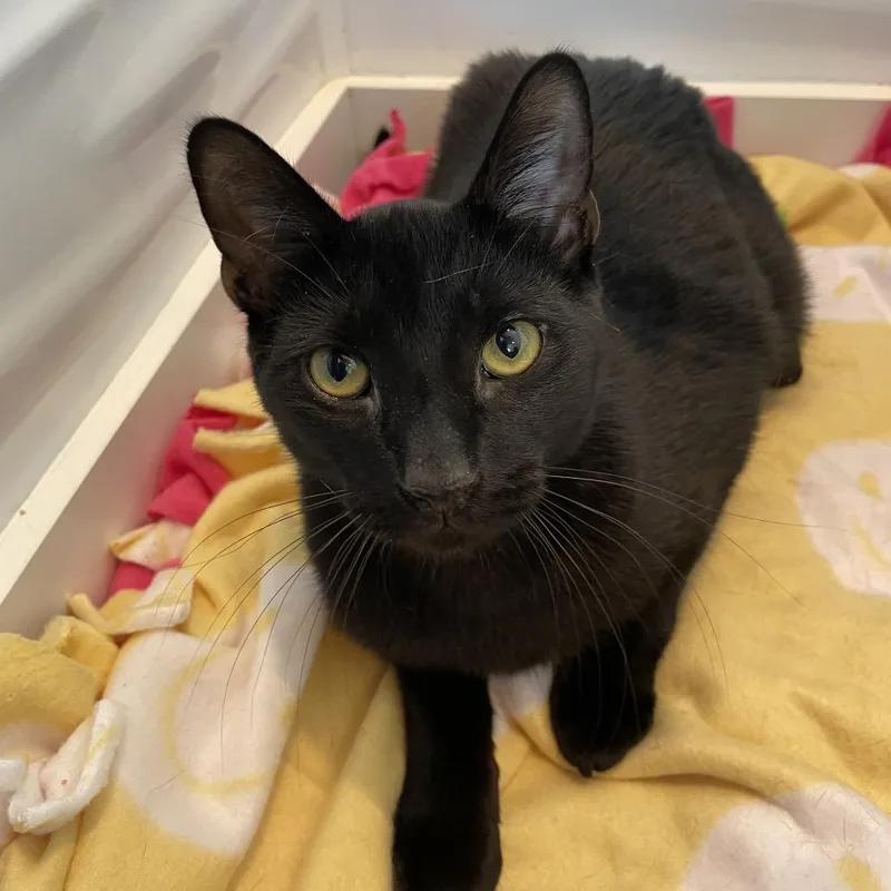 Blueberry Pineapple thumbnail 4