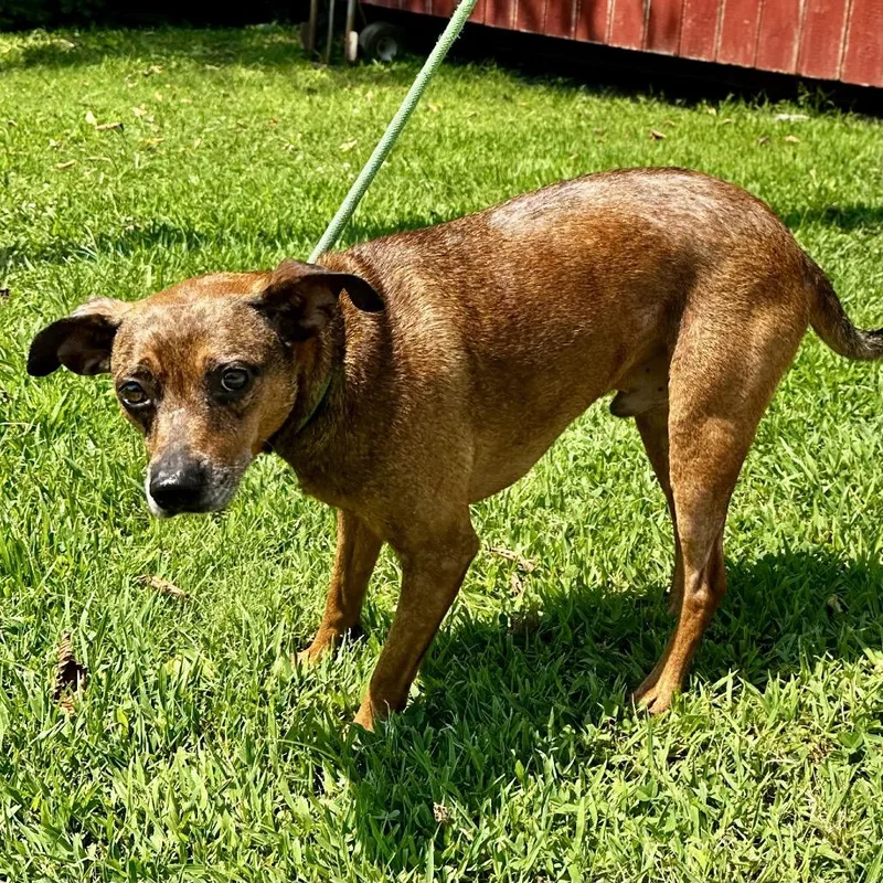 An adult medium-sized male Brown / Chocolate Mixed Breed dog named FlapJack for adoption in Warrensburg, MO