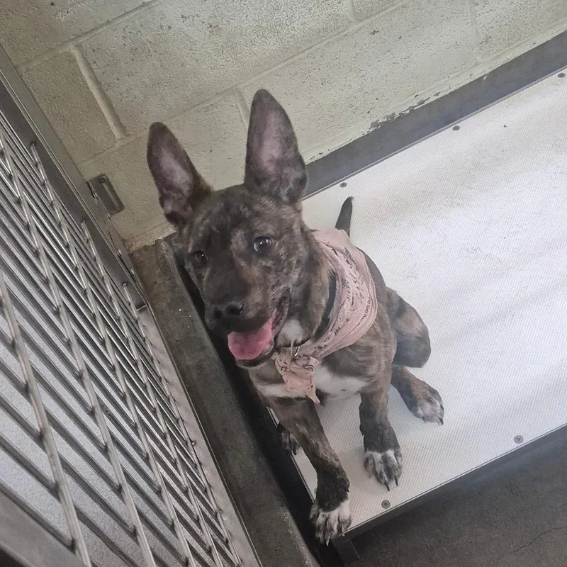 A young medium-sized male Brindle Pit Bull Terrier dog named Orbit for adoption in Upland, CA