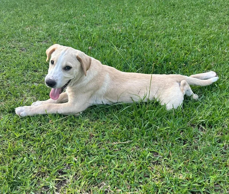 A baby large-sized male Mixed Breed dog named Jumba for adoption in Fond Du Lac, WI