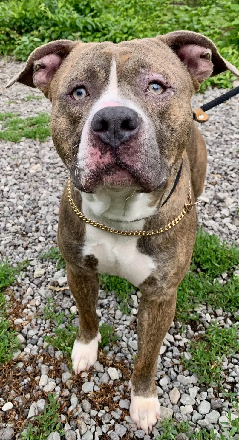 A young medium-sized male Brindle Mixed Breed dog named Finn for adoption in McKeesport, PA