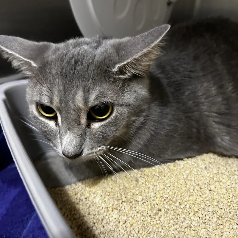 A young medium-sized female Gray / Blue / Silver Domestic Short Hair cat named Matcha for adoption in Upland, CA