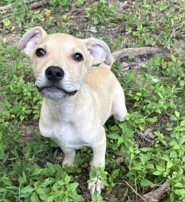 A baby medium-sized male Yellow / Tan / Blond / Fawn Labrador Retriever dog named Pickens for adoption in Watertown, CT