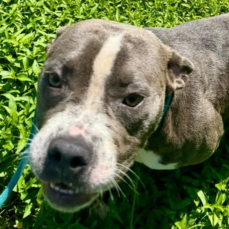 An adult medium-sized male Gray / Blue / Silver Pit Bull Terrier dog named Jeb for adoption in Pine Bluff, AR