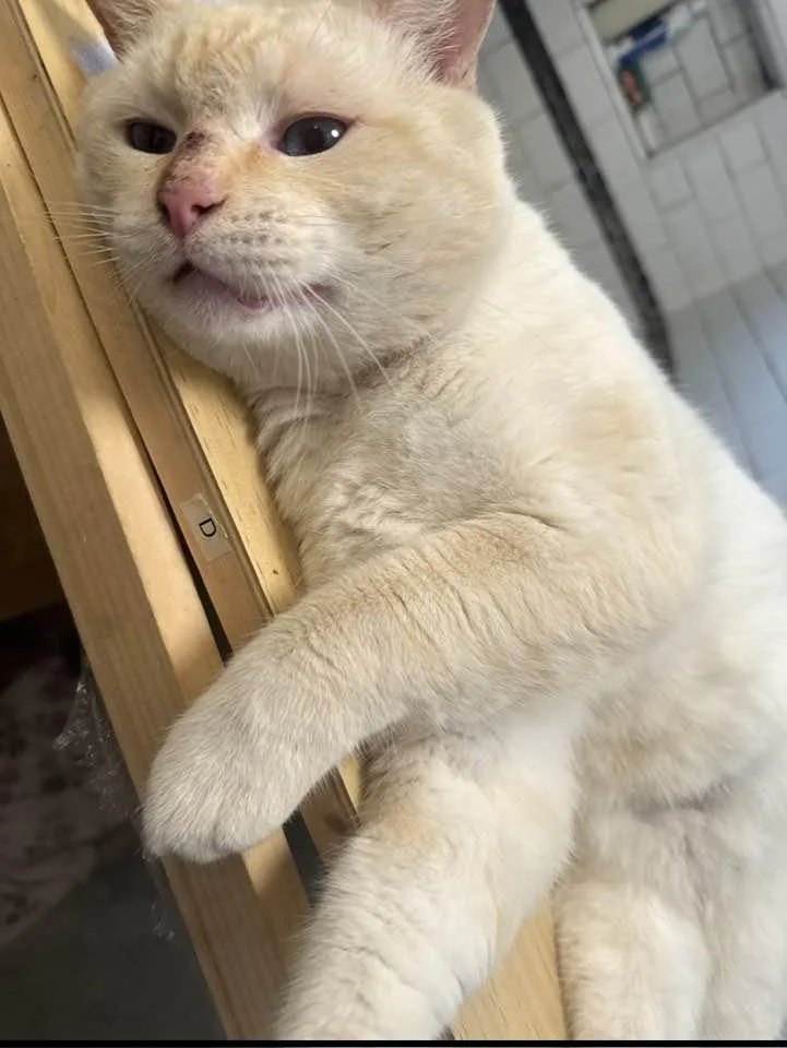 An adult large-sized male Siamese cat named Whisper for adoption in Beverly Hills, CA