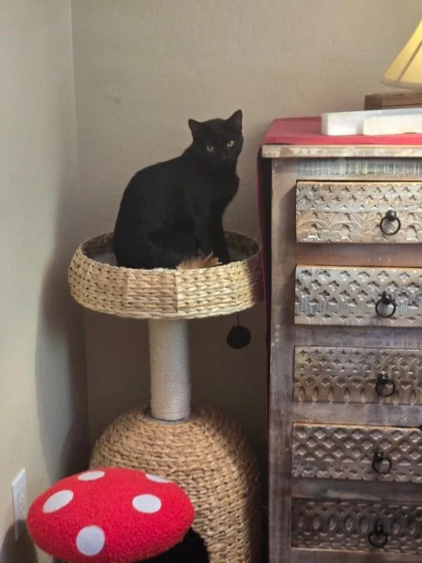 A young small-sized female Black Bombay cat named Venus Solar System for adoption in Anthem, AZ