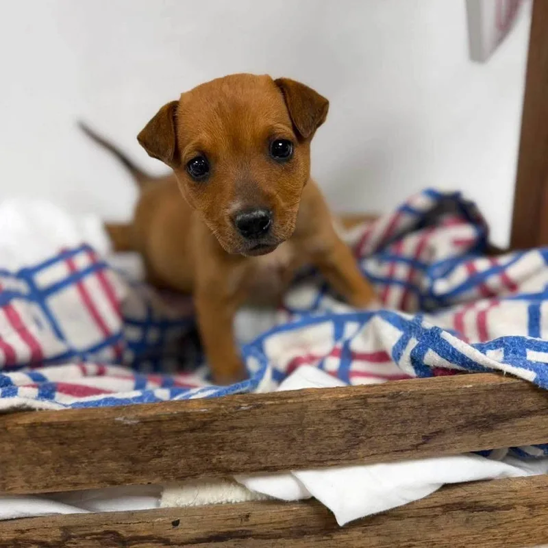 A baby medium-sized female Brown / Chocolate Cattle Dog dog named Felicia for adoption in Alexandria, VA