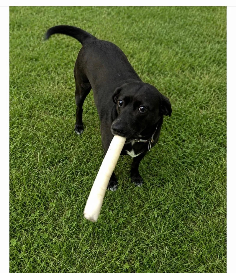 An adult medium-sized female Labrador Retriever dog named Cailin for adoption in Richboro, PA