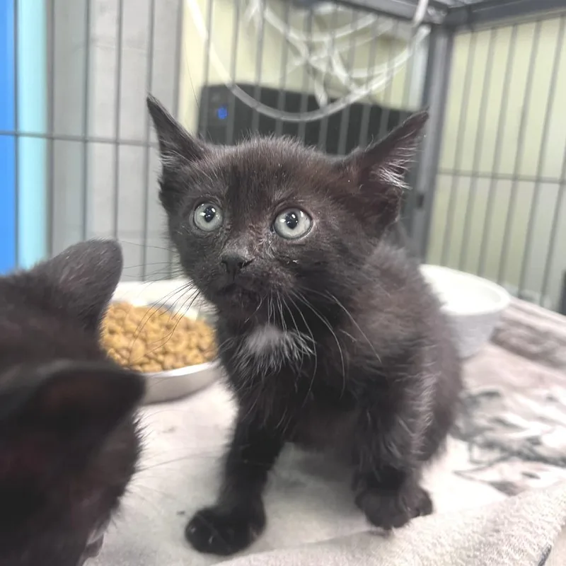 A baby small-sized female Black Domestic Short Hair cat named Ivy for adoption in Port Townsend, WA