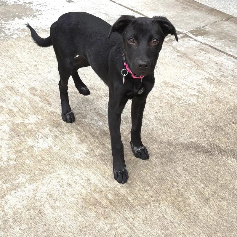 A baby small-sized female Black Mixed Breed dog named Pepita for adoption in Wheeling, IL