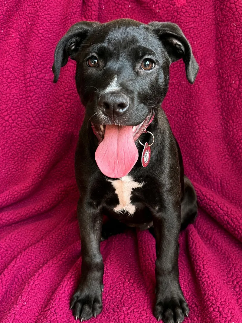 A baby large-sized female Labrador Retriever dog named Madeline for adoption in Nashville, TN