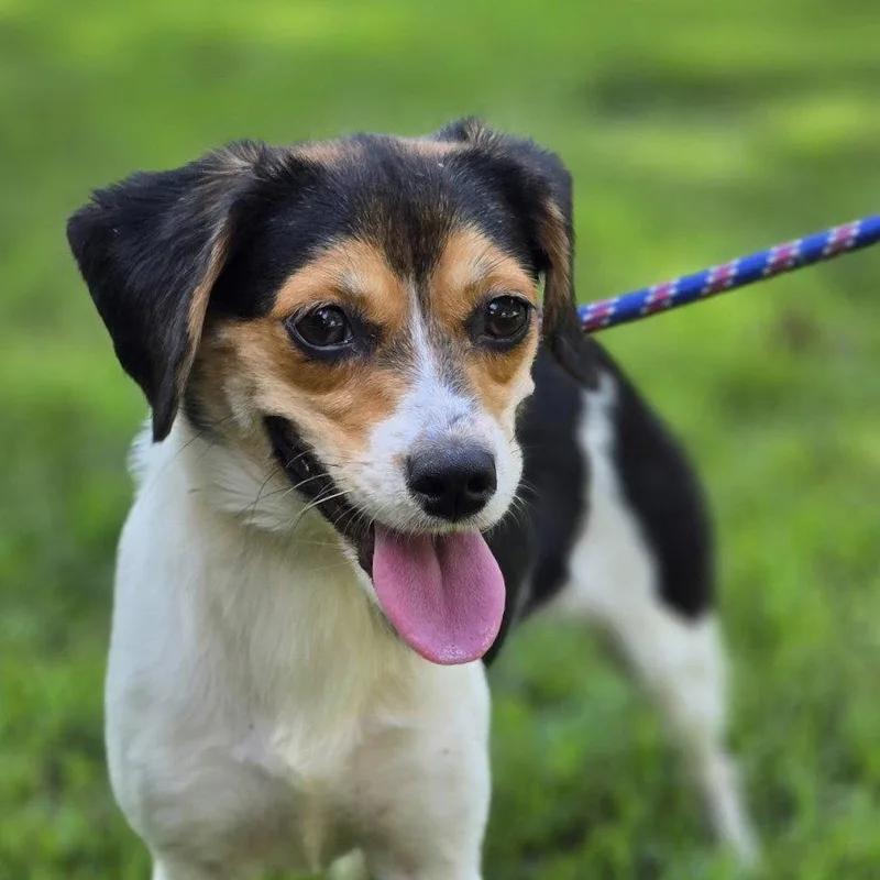An adult medium-sized female Beagle dog named Sour Patch for adoption in Locust Fork, AL